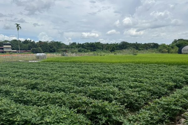 中崎段農牧用地1