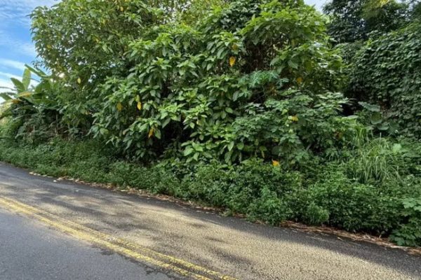 延山路邊農地