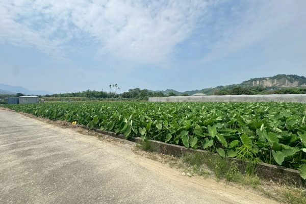 柯仔坑農地1