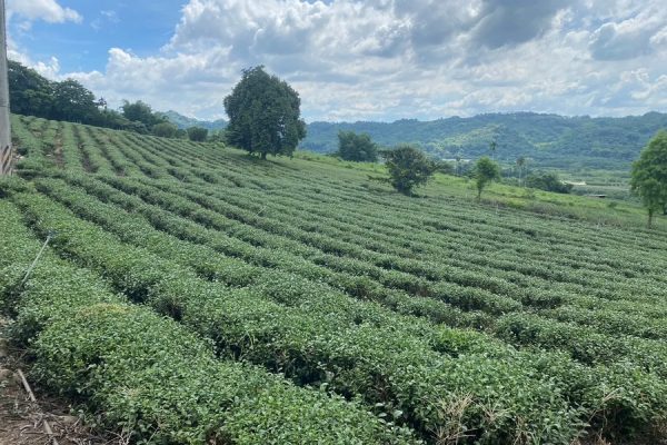 泉州寮茶園1