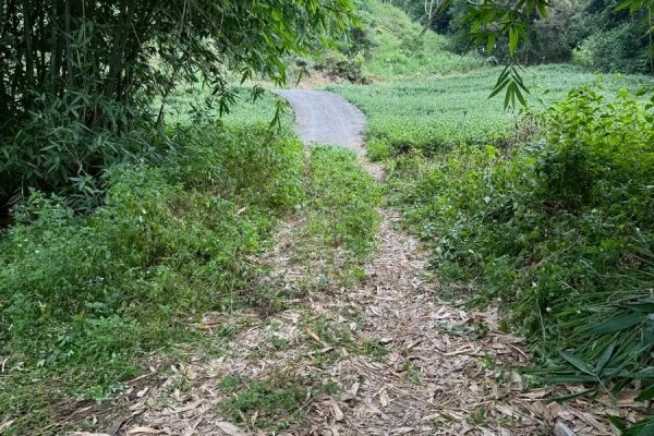 田子里庄內農地1