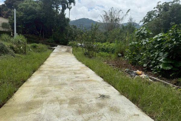 近頂林路農地1